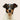 Cane